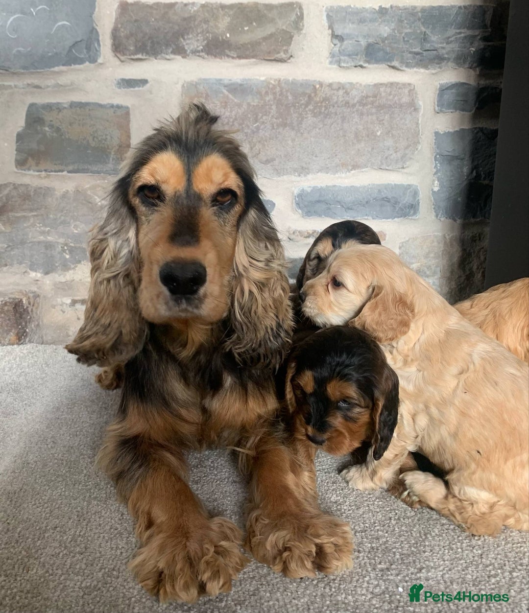 Cocker Spaniel dogs for sale: KC Registered Show Type Cocker Spaniels - Advert 15