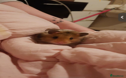 Worms invertebrates for sale: syrain hamster  - Image 2