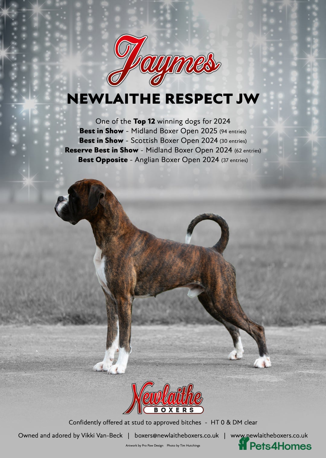 Boxer dogs for stud: Brindle & White Boxer Dog HT0 Sires Red & Brindles - Image 3