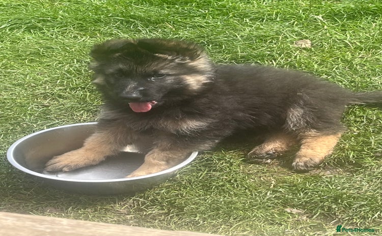 German Shepherd dogs - Advert 3