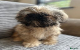 Mixed Breed dogs for sale: Beautiful Perkinese x female - Image 6