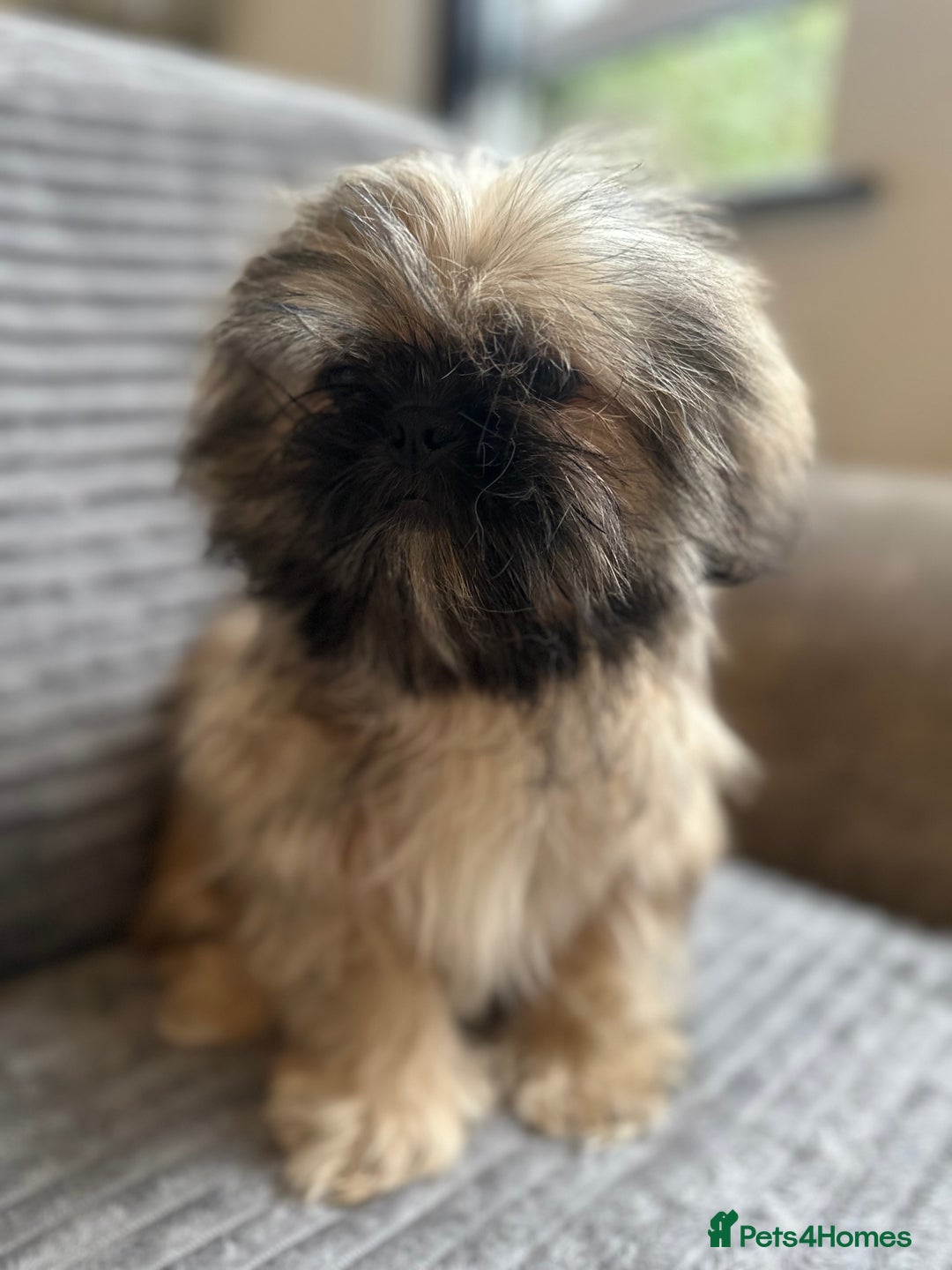 Mixed Breed dogs for sale: Beautiful Perkinese x female - Image 6