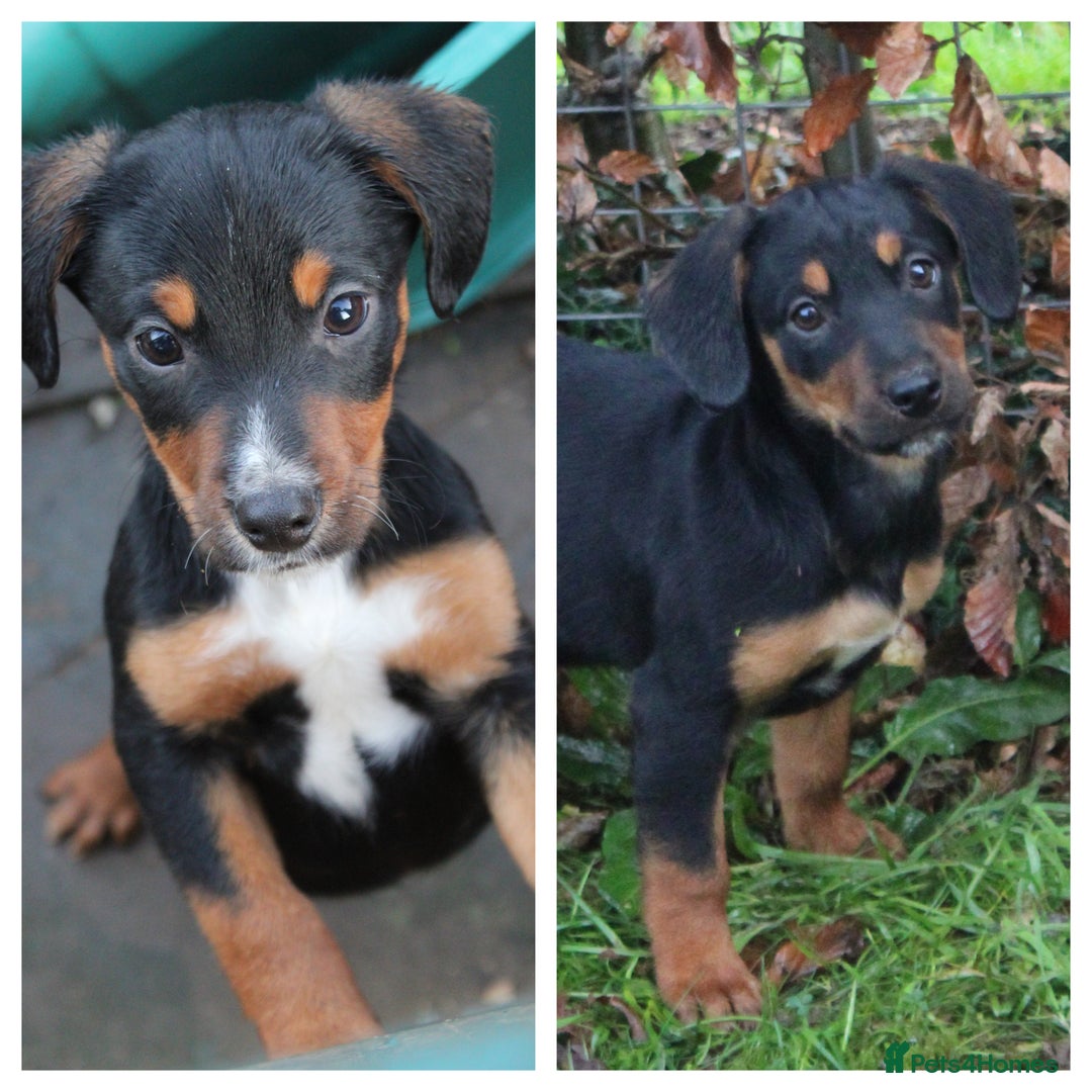 Mixed Breed dogs for sale: Cocker x Kelpie Puppies - Advert 1