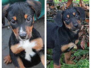 Mixed Breed dogs Cocker x Kelpie Puppies - Advert 1