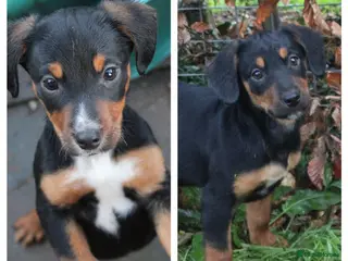 Mixed Breed dogs Cocker x Kelpie Puppies - Advert 14