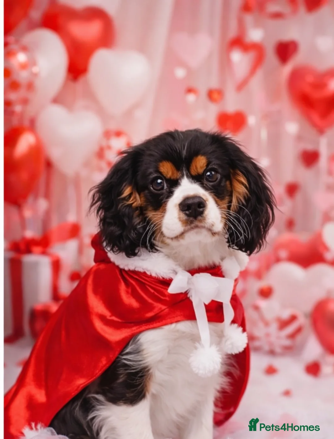 Cavalier King Charles Spaniel dogs for sale: Beautiful Cavalier Puppies available 😍  - Advert 18