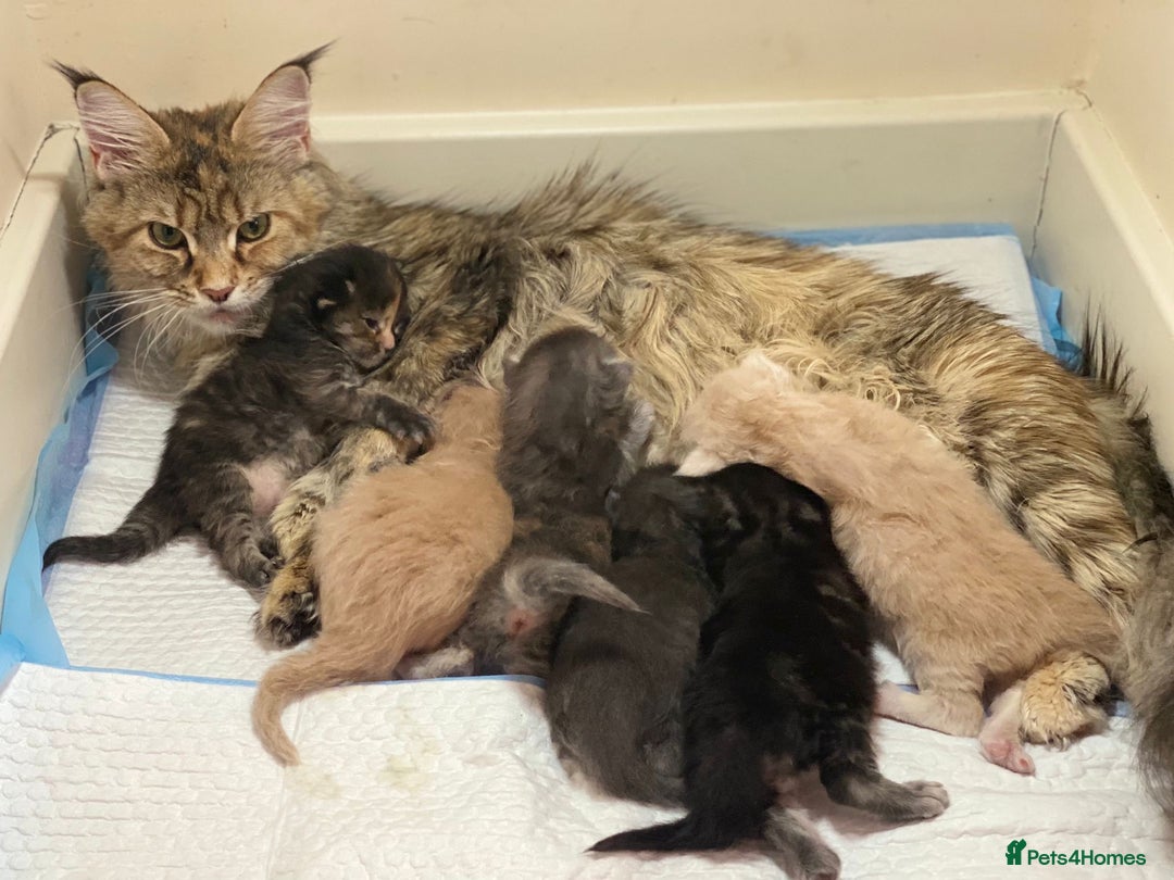 Maine Coon cats for stud: Stud Gccf duel Tica active blue smoke  in Grantham - Image 15