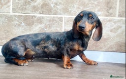 Miniature Dachshund dogs for sale: True miniature’s dapples & chocolate 🤎 - Image 10