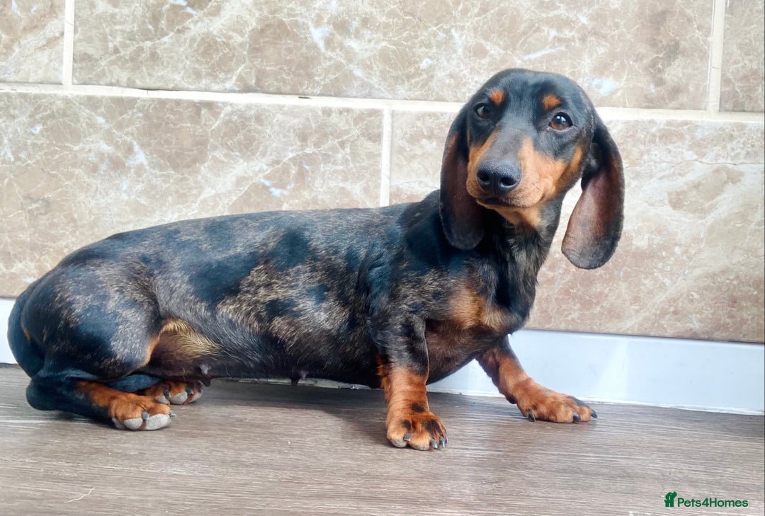 Miniature Dachshund dogs for sale: True miniature’s dapples & chocolate 🤎 - Image 10