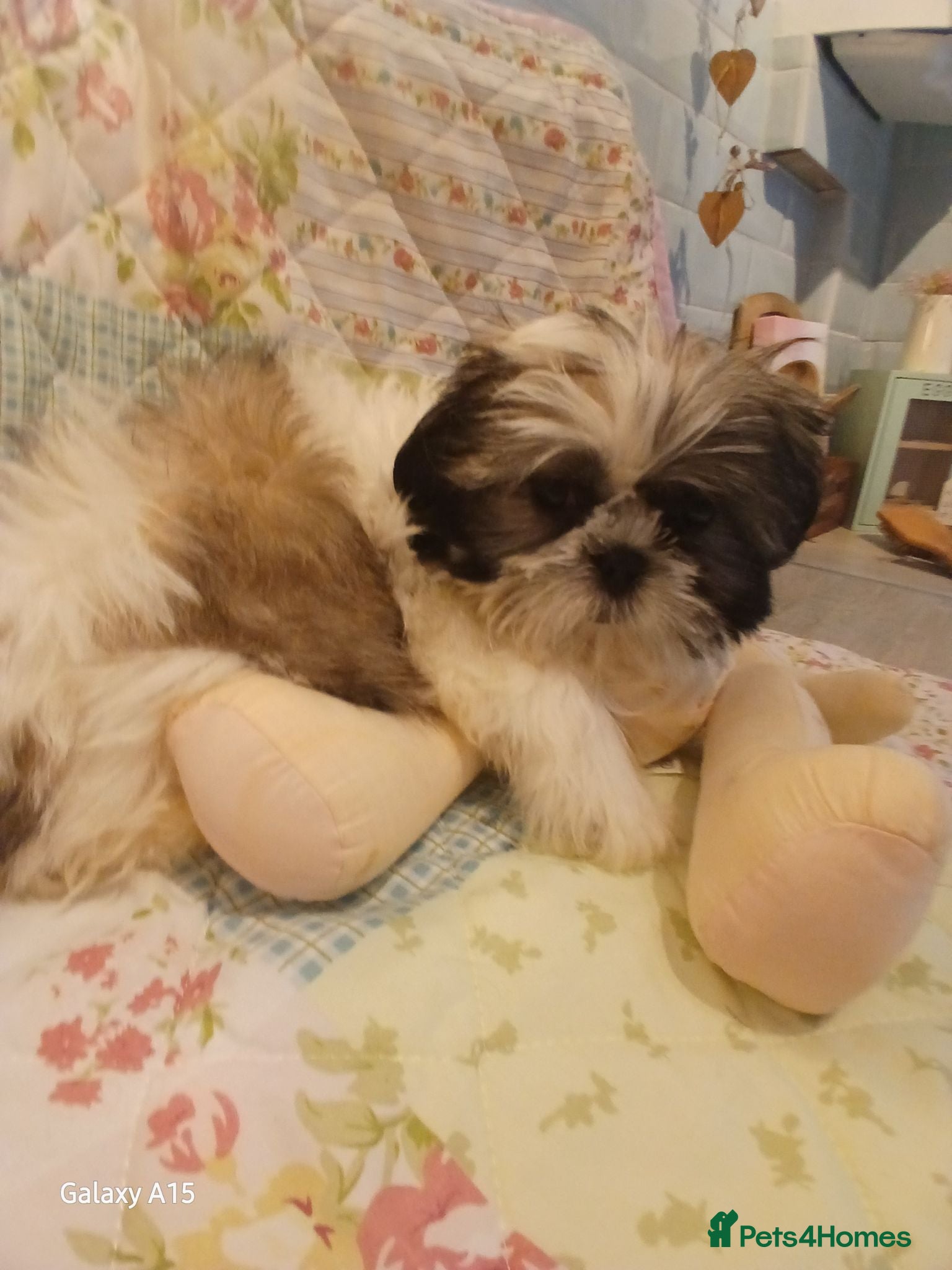 Shih Tzu dogs Puppie Girls & Boys , forever ready to play&cuddle - Advert 3