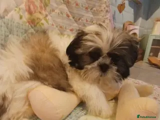 Shih Tzu dogs Puppie Girls & Boys , forever ready to play&cuddle - Advert 3