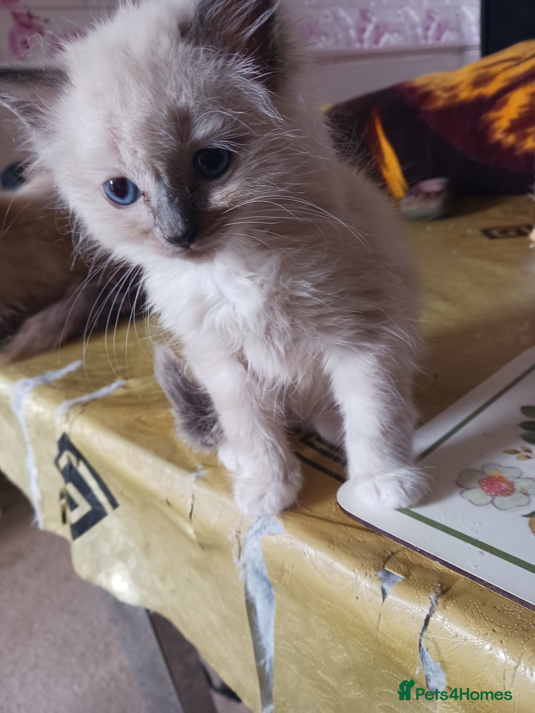 Ragdoll cats for sale: CUTE BLUE COLOUR POINT RAGDOLL KITTENS  - Image 17