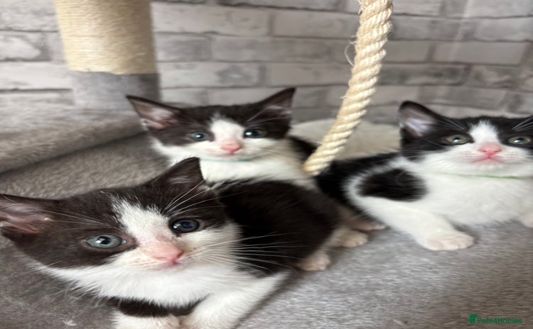 Domestic Shorthair cats - Advert 4