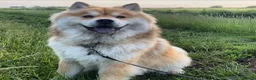 Chow Chow dogs for sale: Teddy bear chowski puppies  - Advert 3