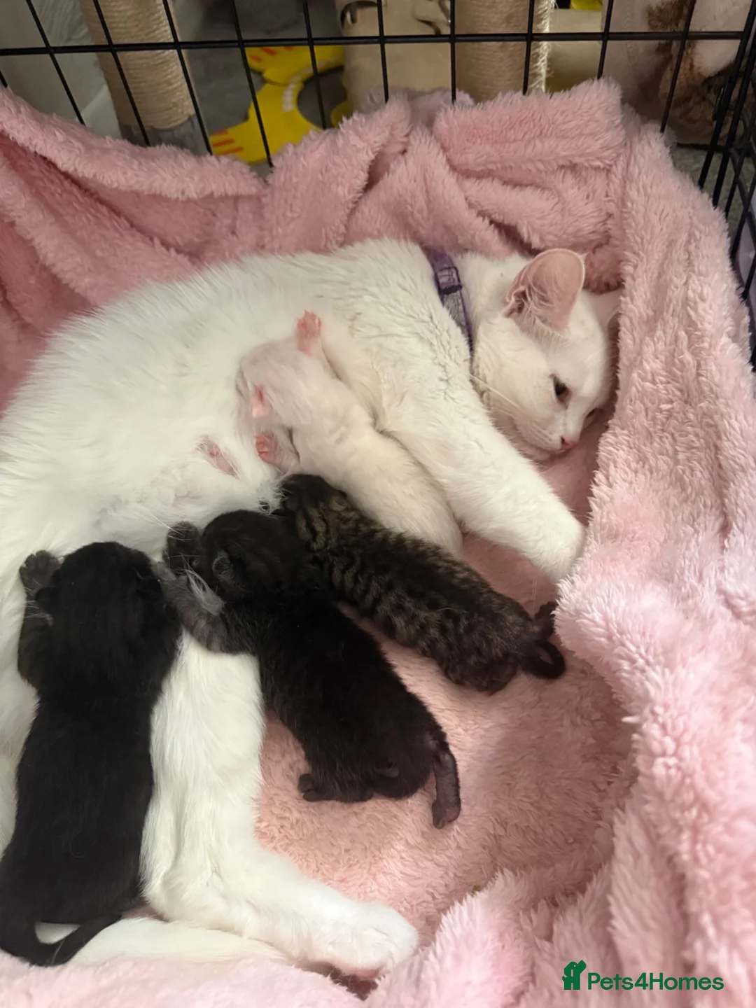 Mixed Breed cats for sale: Maine coon X kittens in Wirral - Advert 1