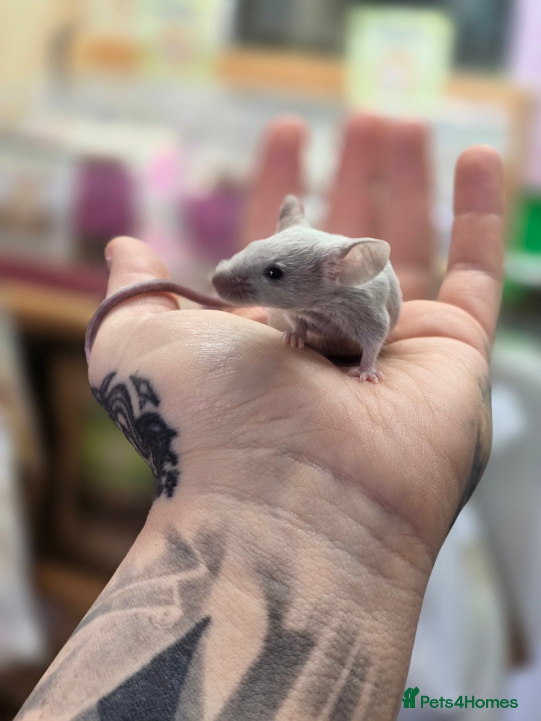Mouse rodents for sale: Baby female mice available  - Advert 12