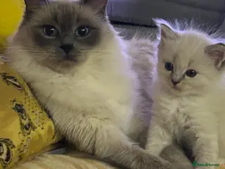 Ragdoll cats STUNNING MALE/FEMALE RAGDOLL KITTENS - Advert 6