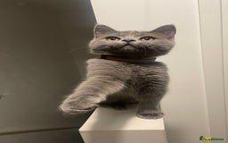 British Shorthair cats for stud: Male grey British shorthair “Rex”  - Image 2