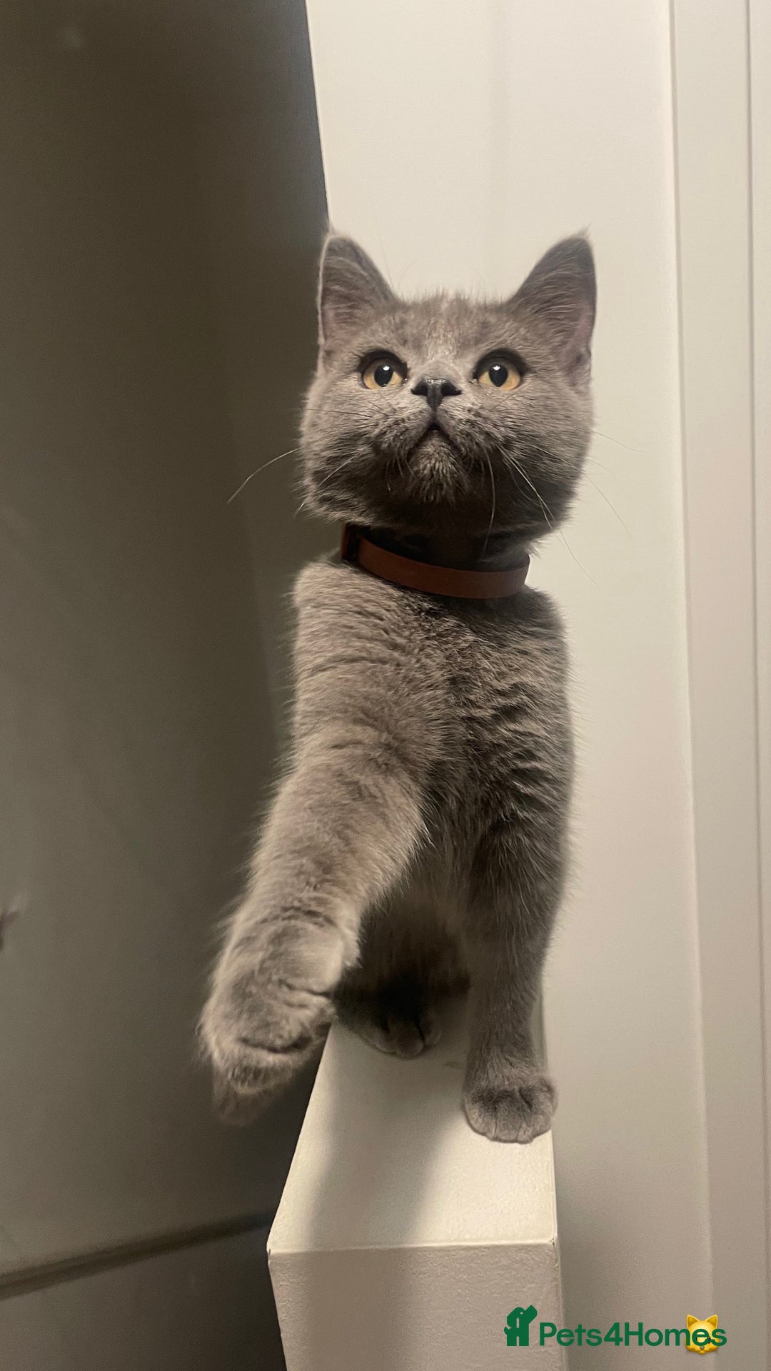 British Shorthair cats for stud: Male grey British shorthair “Rex”  - Image 2