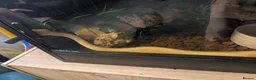 Python Snake reptiles for sale: Banana pinstripe royal python  - Advert 4