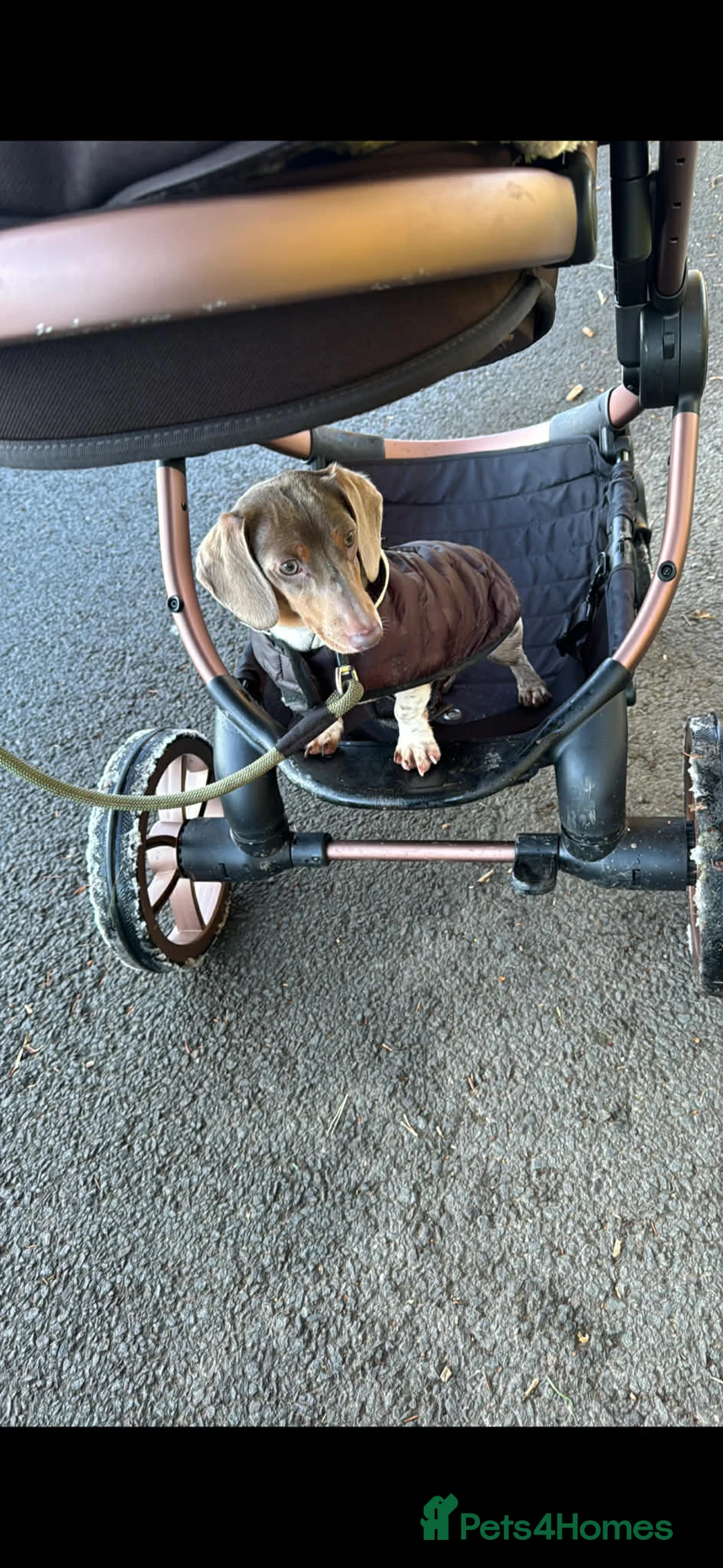 Miniature Dachshund dogs for sale: Male Miniature Dachshund 9 months old  in Merthyr Tydfil - Advert 5