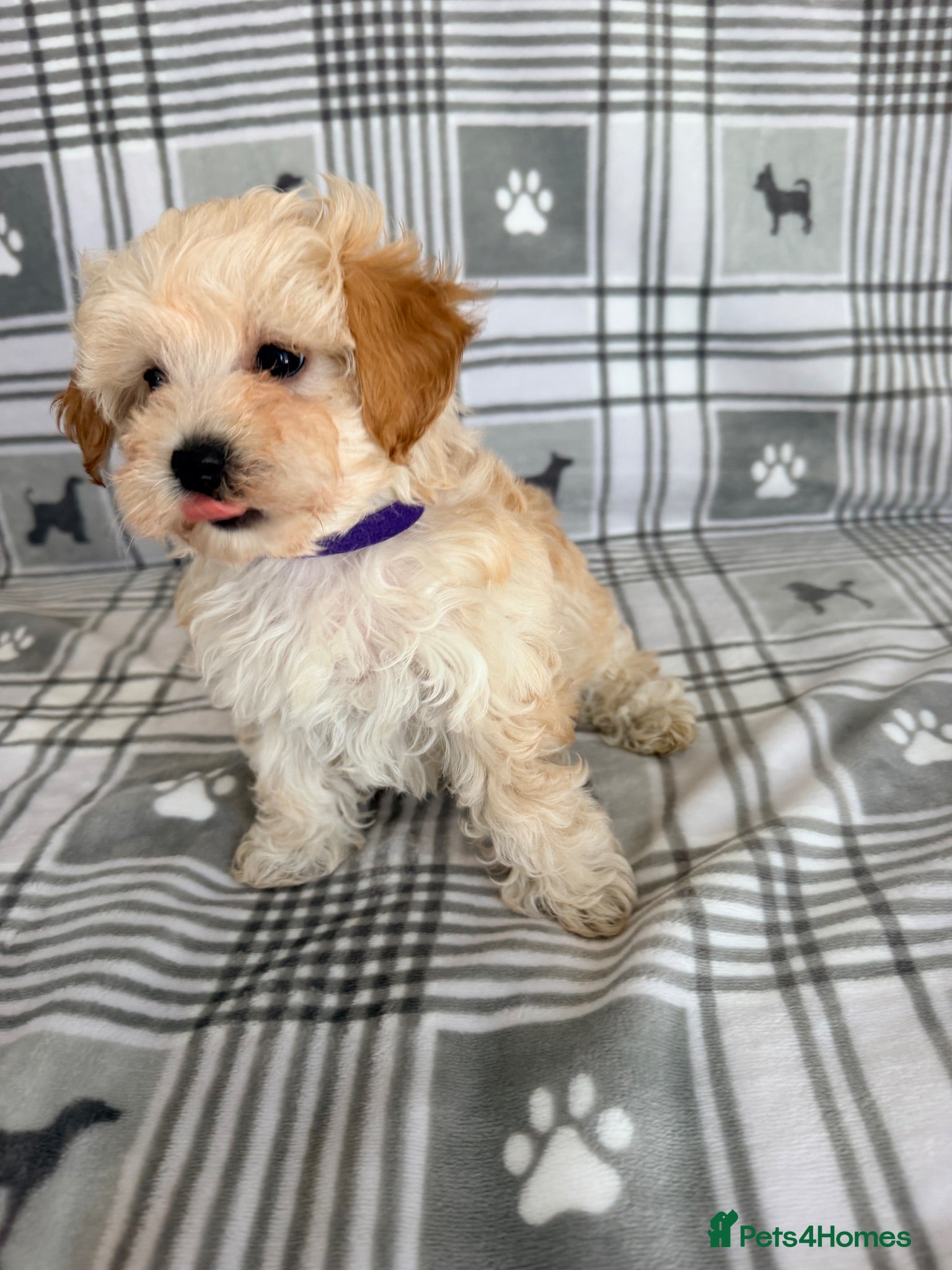 Maltipoo dogs  BEAUTIFUL LICENSED-BRED MALTIPOOS READY SOON 💖 - Advert 2