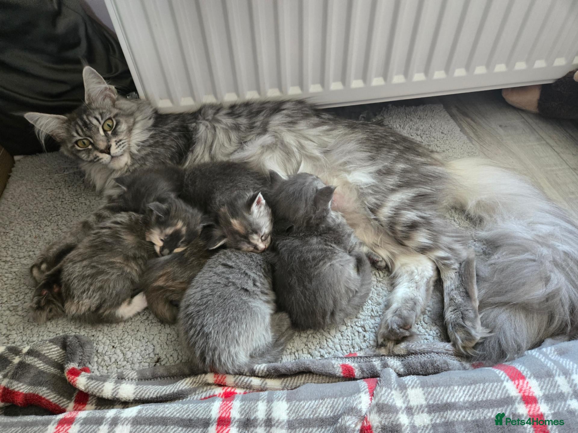 Maine Coon cats TiCA reg. POLLYDACTYL XL maine coons - Advert 1