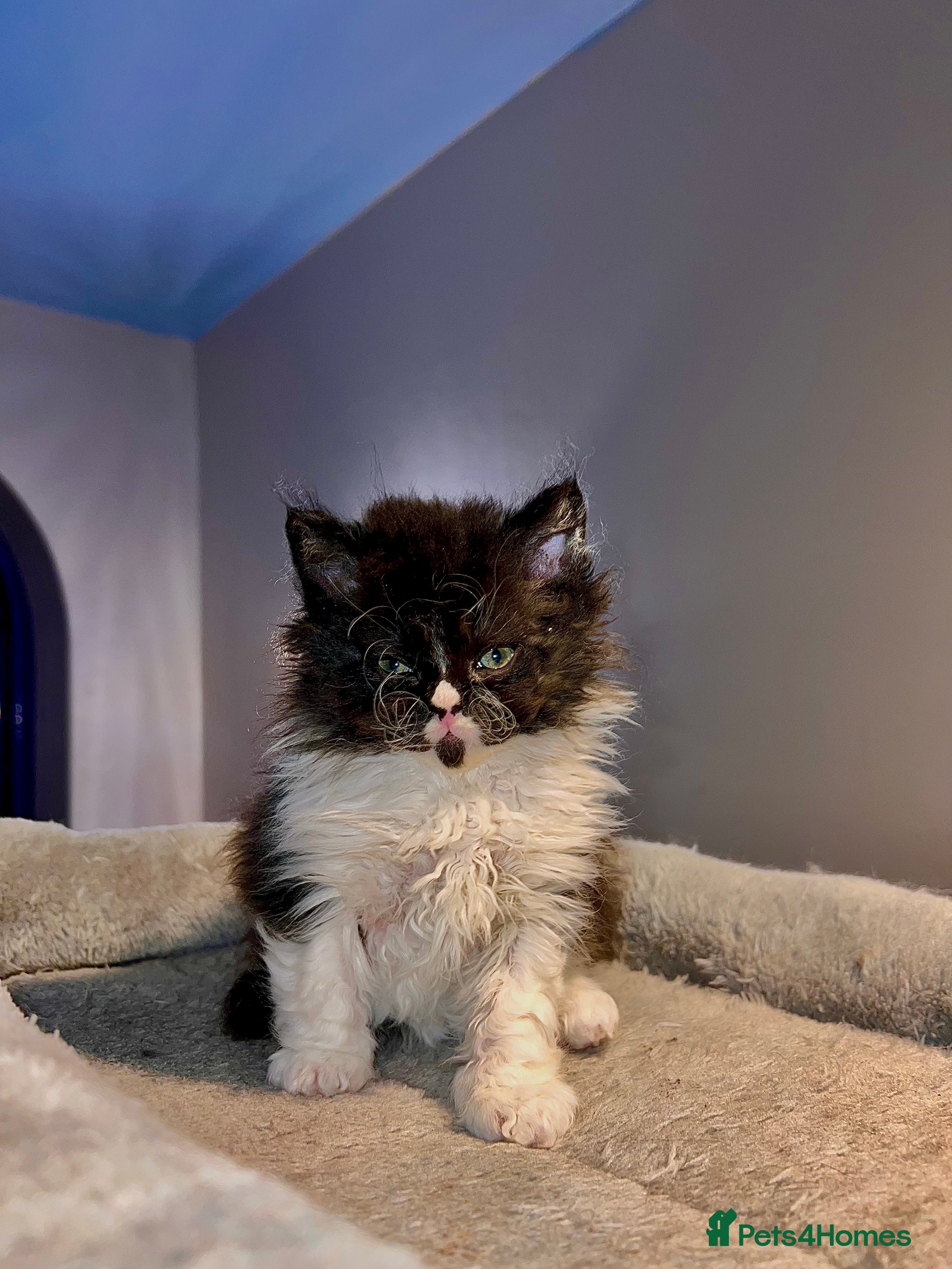 Selkirk Rex cats Stunning Selkirk rex kittens - Advert 3