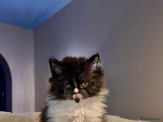 Selkirk Rex cats Stunning Selkirk rex kittens - Advert 3