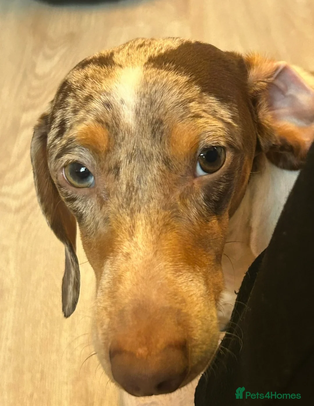 Miniature Dachshund dogs for stud: Beautiful boy for stud  in London - Advert 2