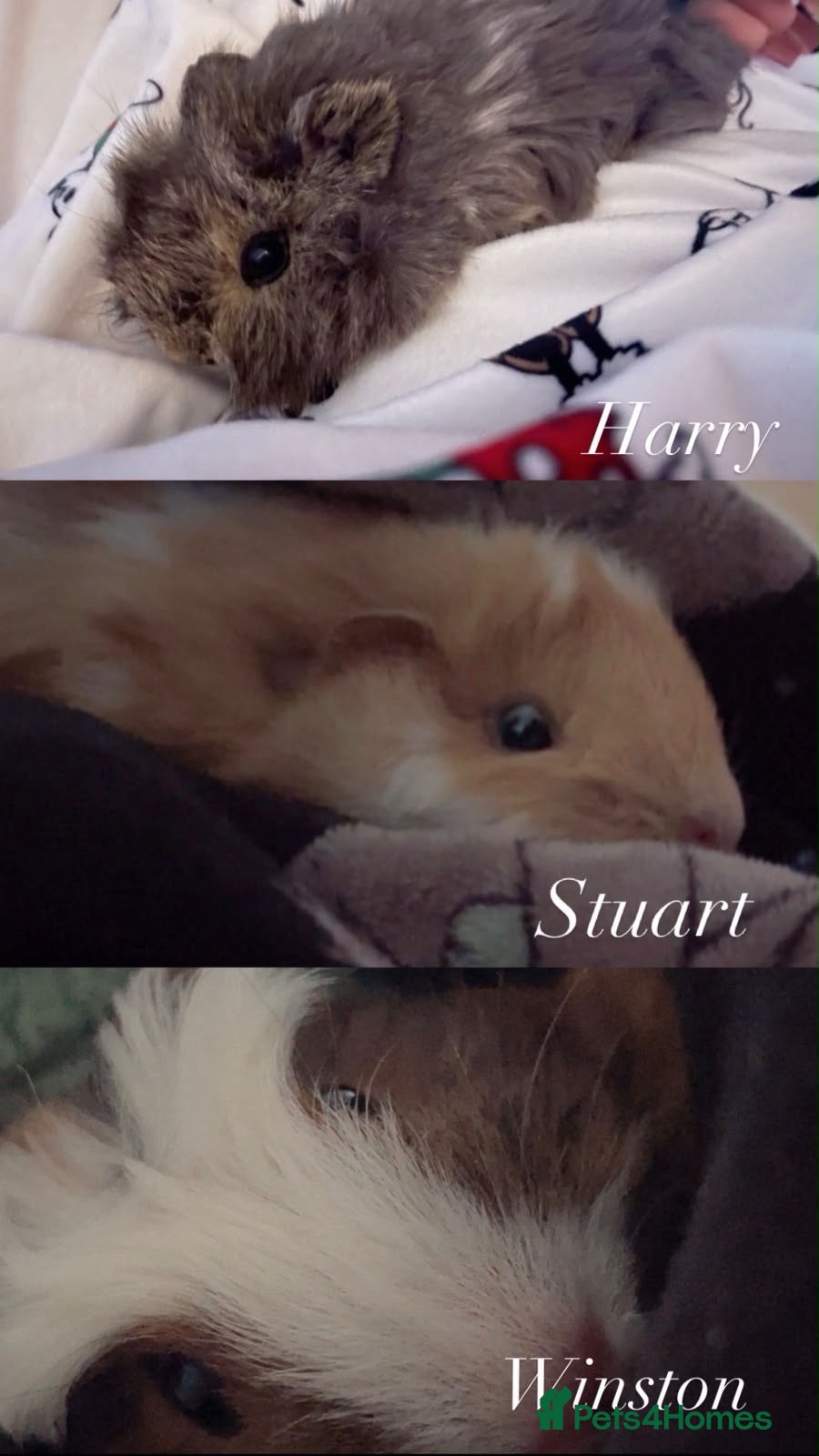 Guinea Pig rodents 3 male guinea pigs - Advert 3