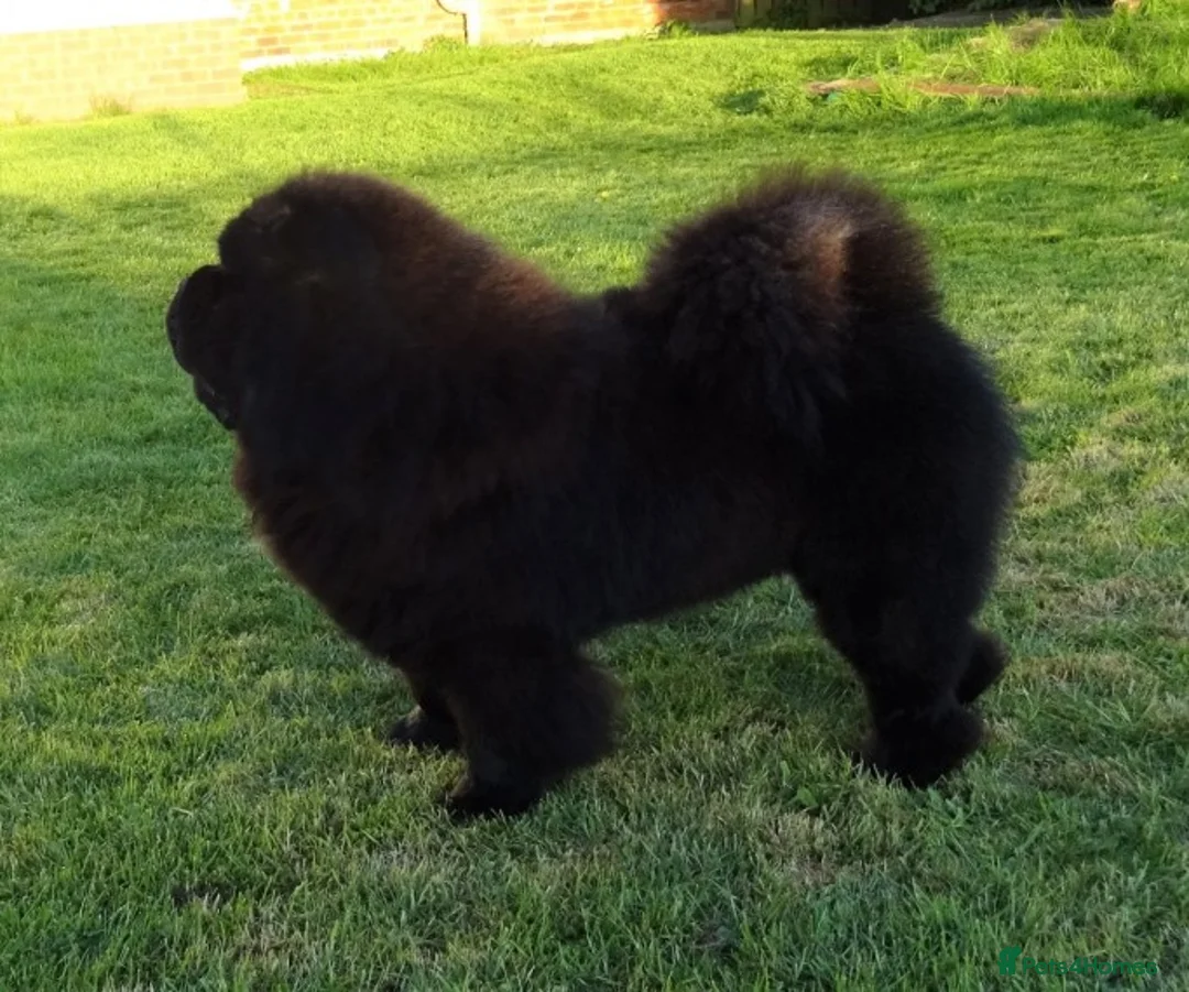 Chow Chow dogs for stud: kc reg..proven..carries blue and chocolate in Wingate - Advert 5