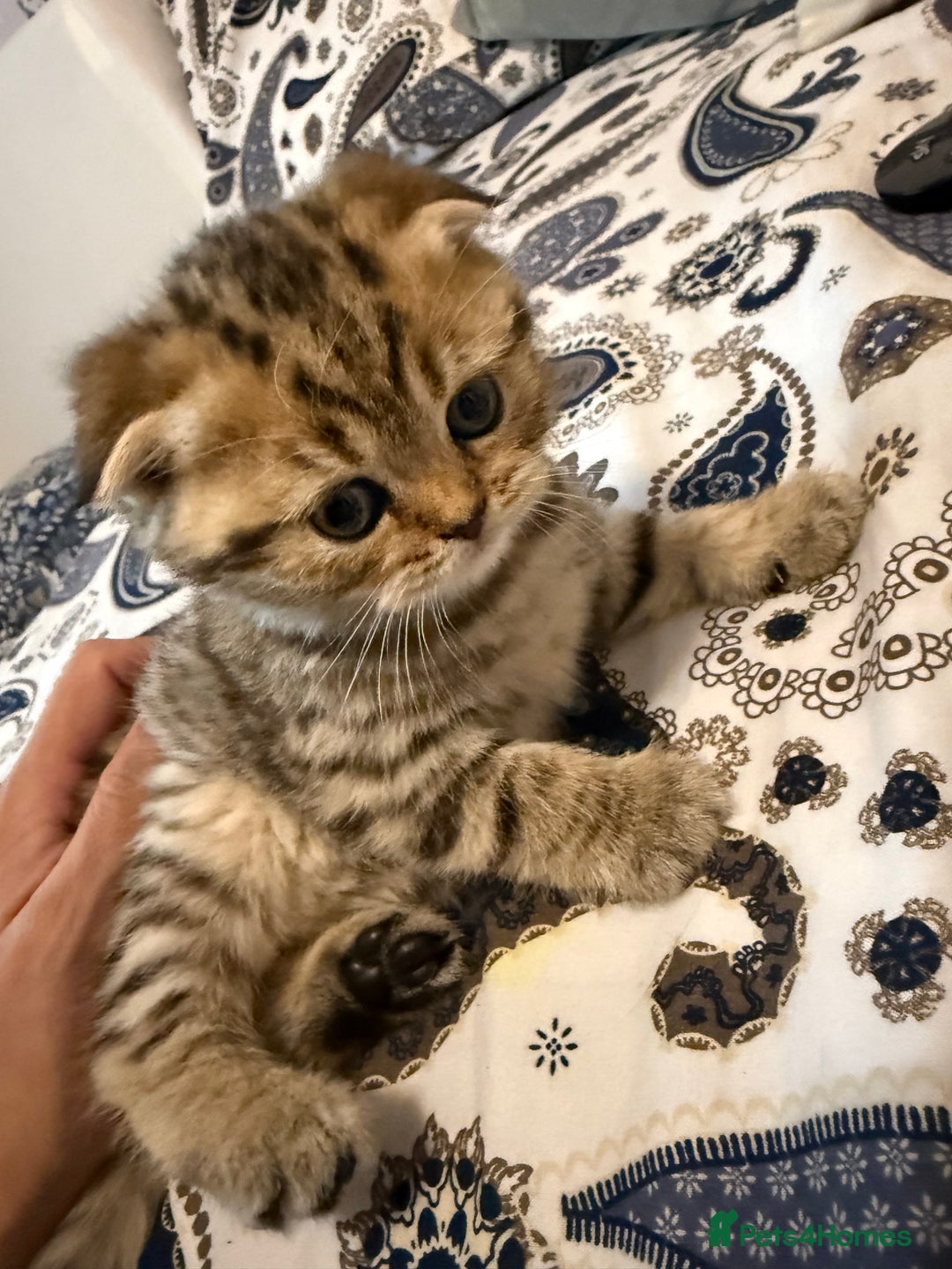 British Shorthair cats for sale: British short hair  - Advert 5