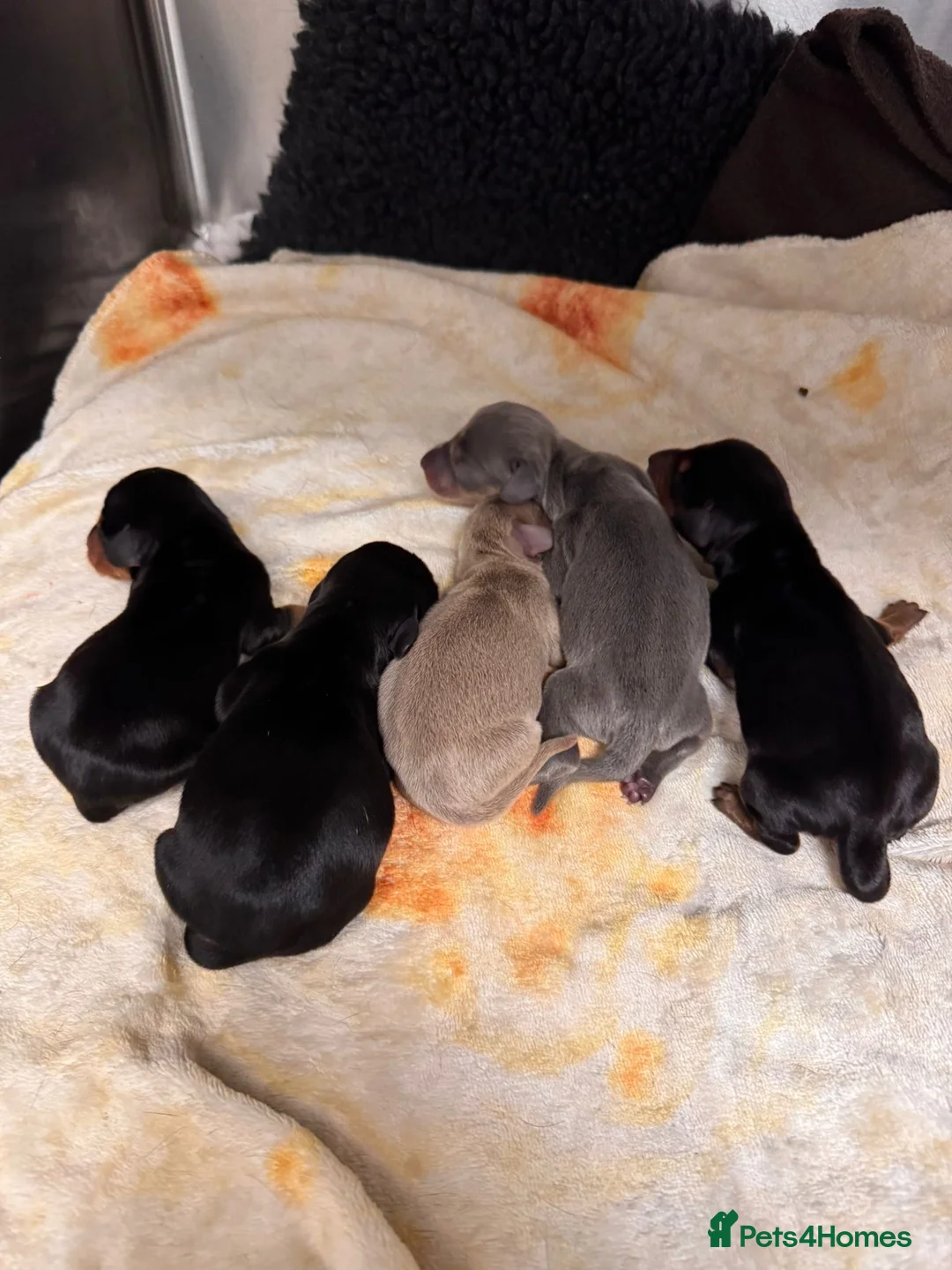 Miniature Dachshund dogs for stud: 🍦ALPHA mini cream Int/Int pied Smooth dachshund ! in Mexborough - Advert 12