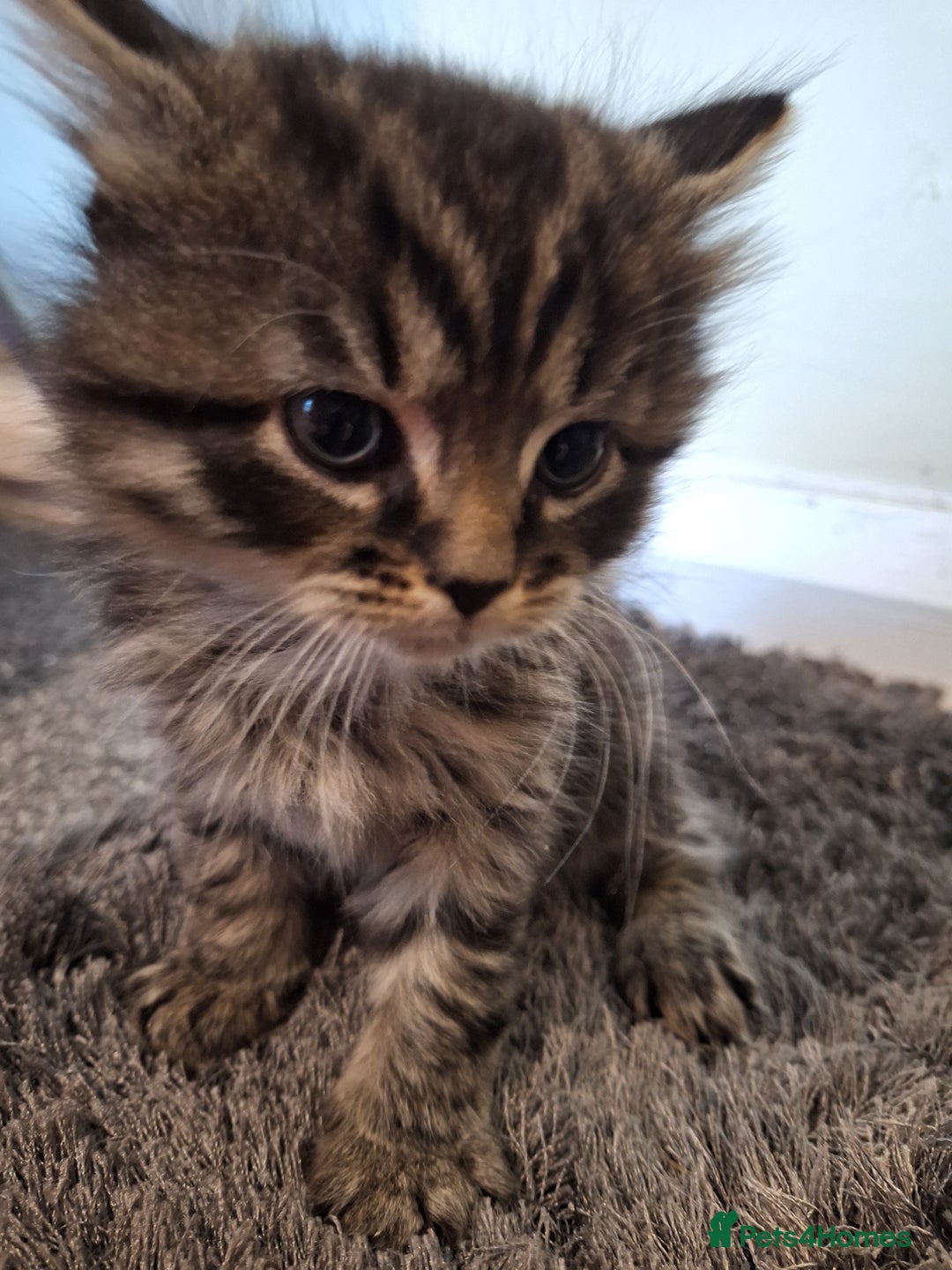 Mixed Breed cats for sale: Mix breed kittens, 1/4 ragdoll  - Advert 38