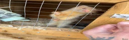 Ferret rodents for sale: 8 ferrets for sale  - Advert 6