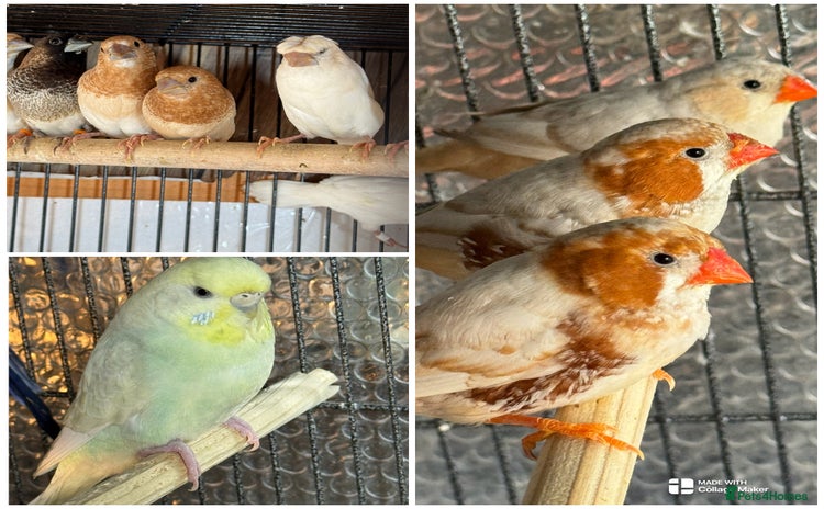 Finches birds - Advert 7