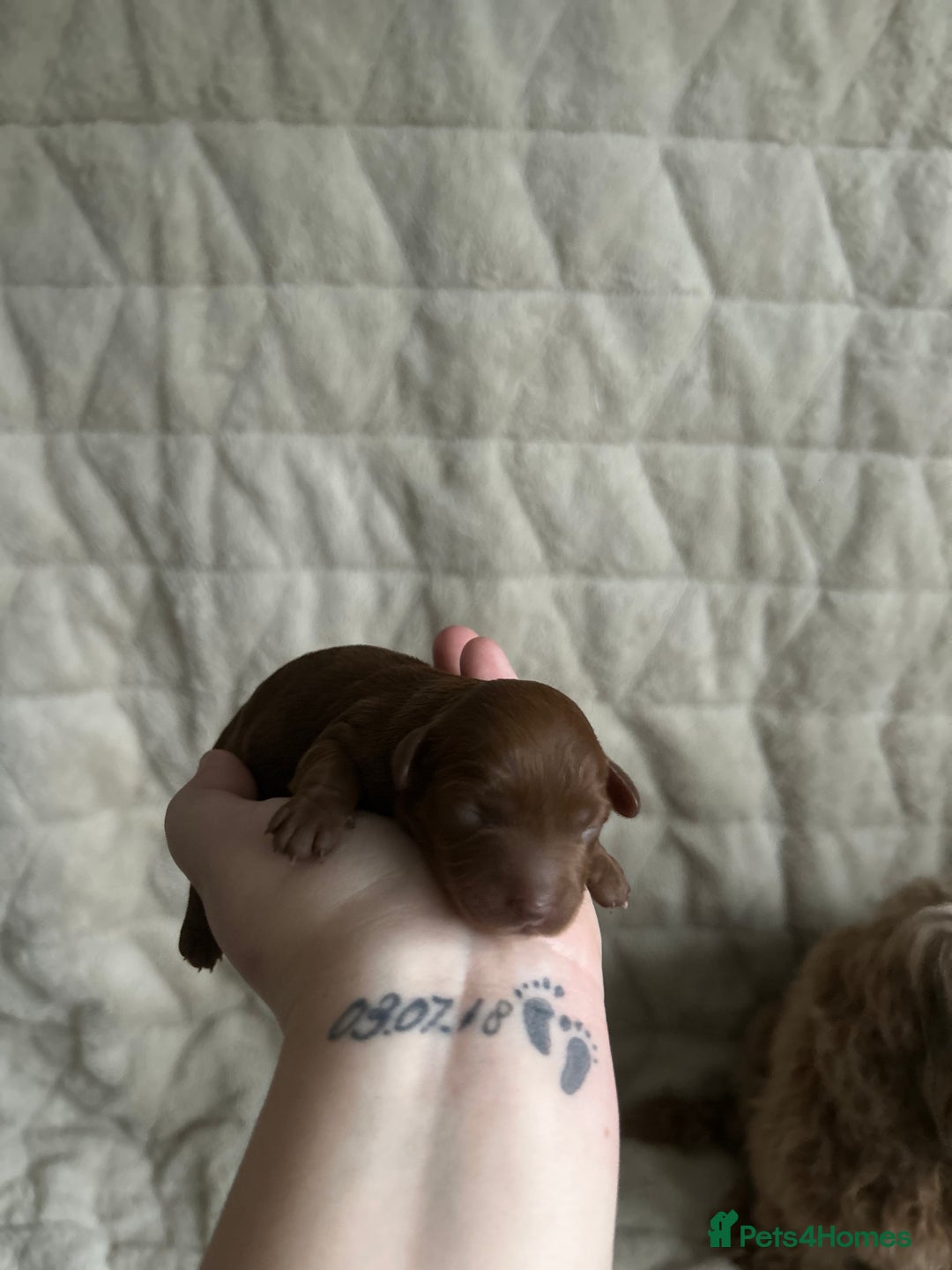 Cavapoo dogs for sale: 💫1 GIRL LEFT TOY CAVAPOO PUPPYS HEALTH TESTED 💫  - Advert 12