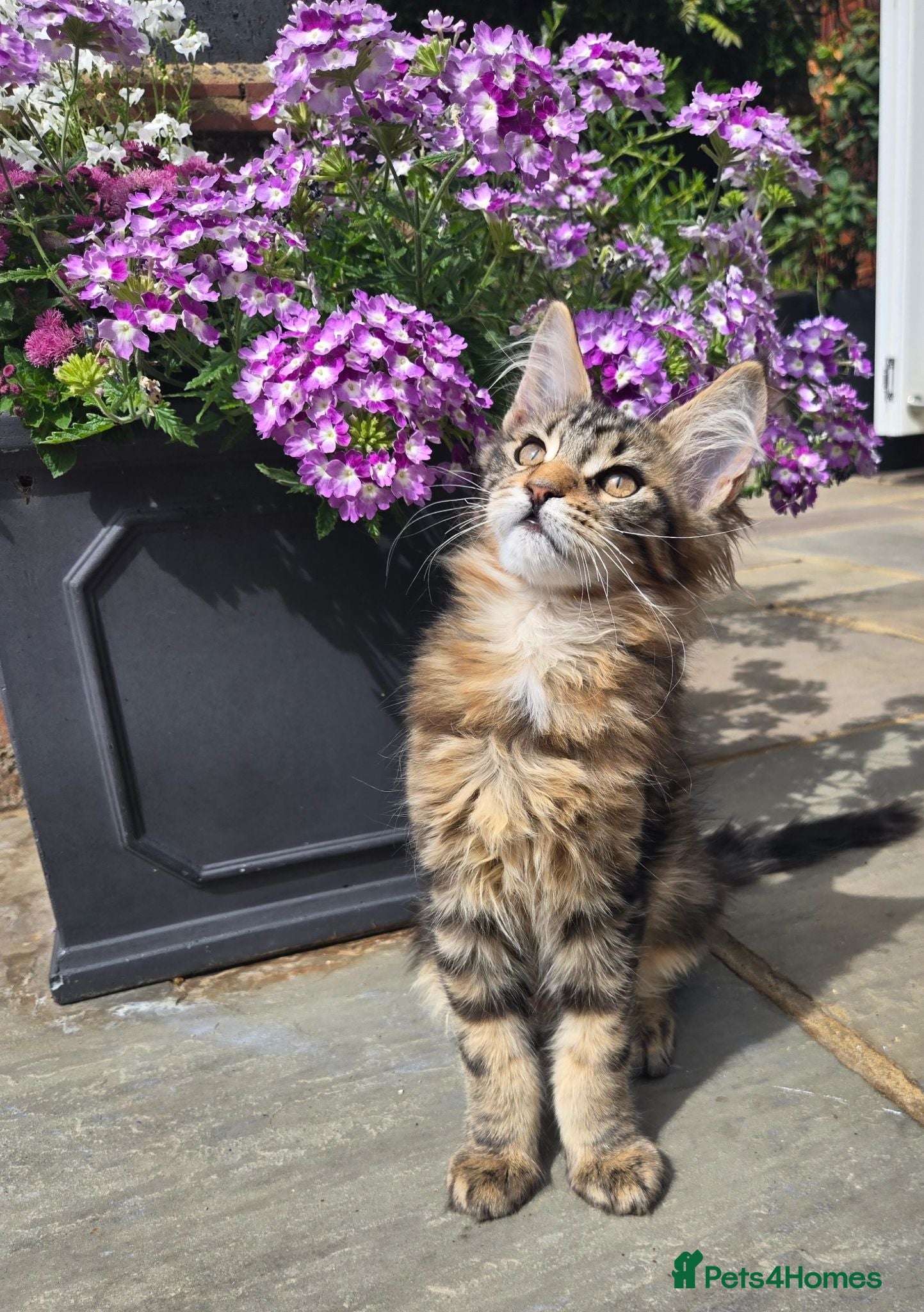 Maine Coon cats Stunning Pedigree Maine Coon kittens - Advert 1