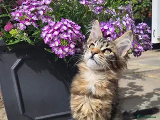 Maine Coon cats Stunning Pedigree Maine Coon kittens - Advert 1