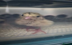 Chickens poultry for sale: Day old Silkies and quail chicks - Image 19