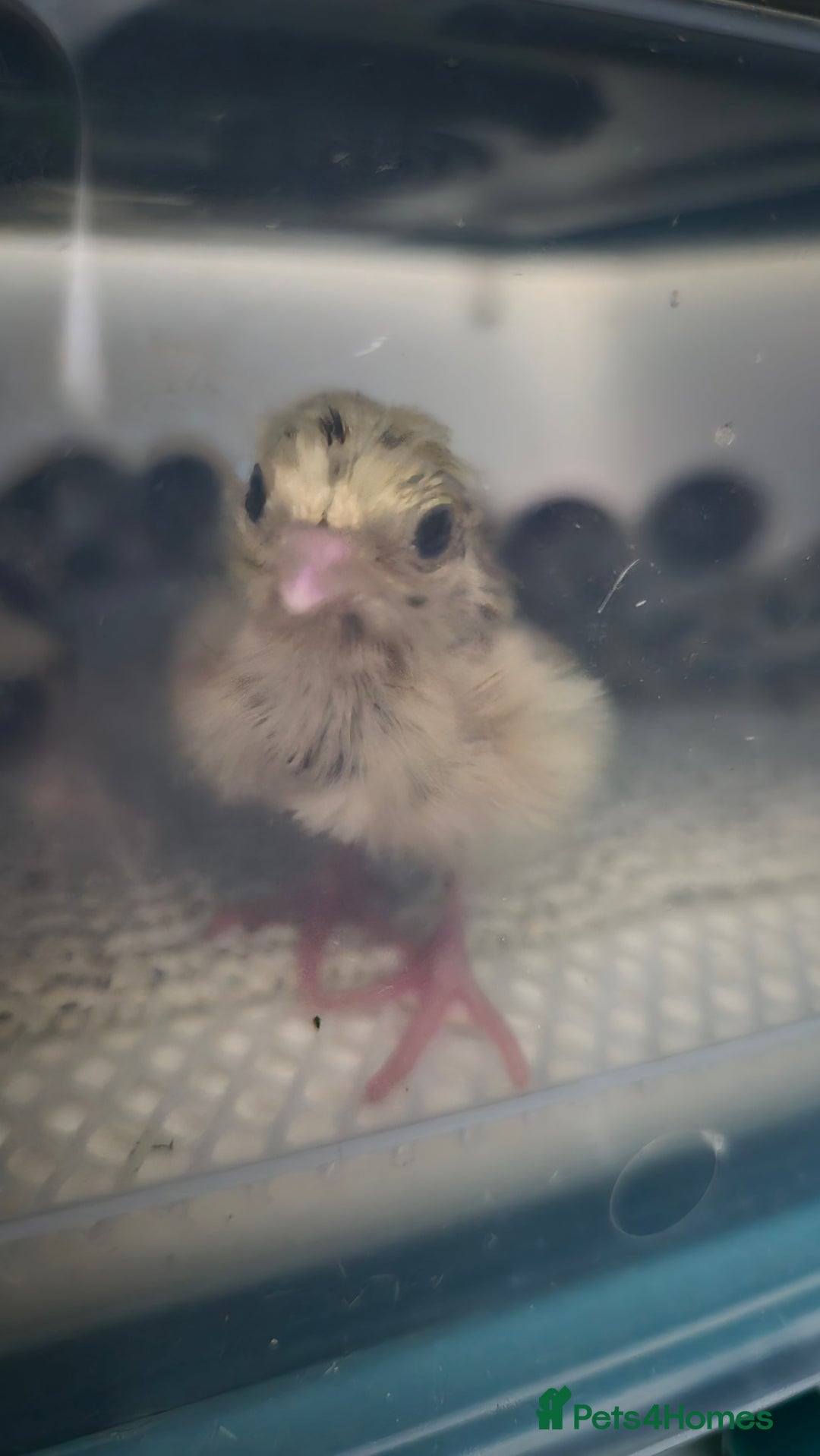 Chickens poultry for sale: Day old Silkies and quail chicks - Image 19