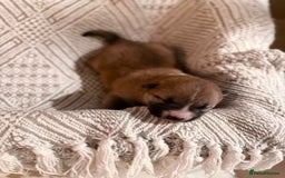 Japanese Shiba Inu dogs for sale: beautiful red Japanese Shiba Inu puppies  - Image 5