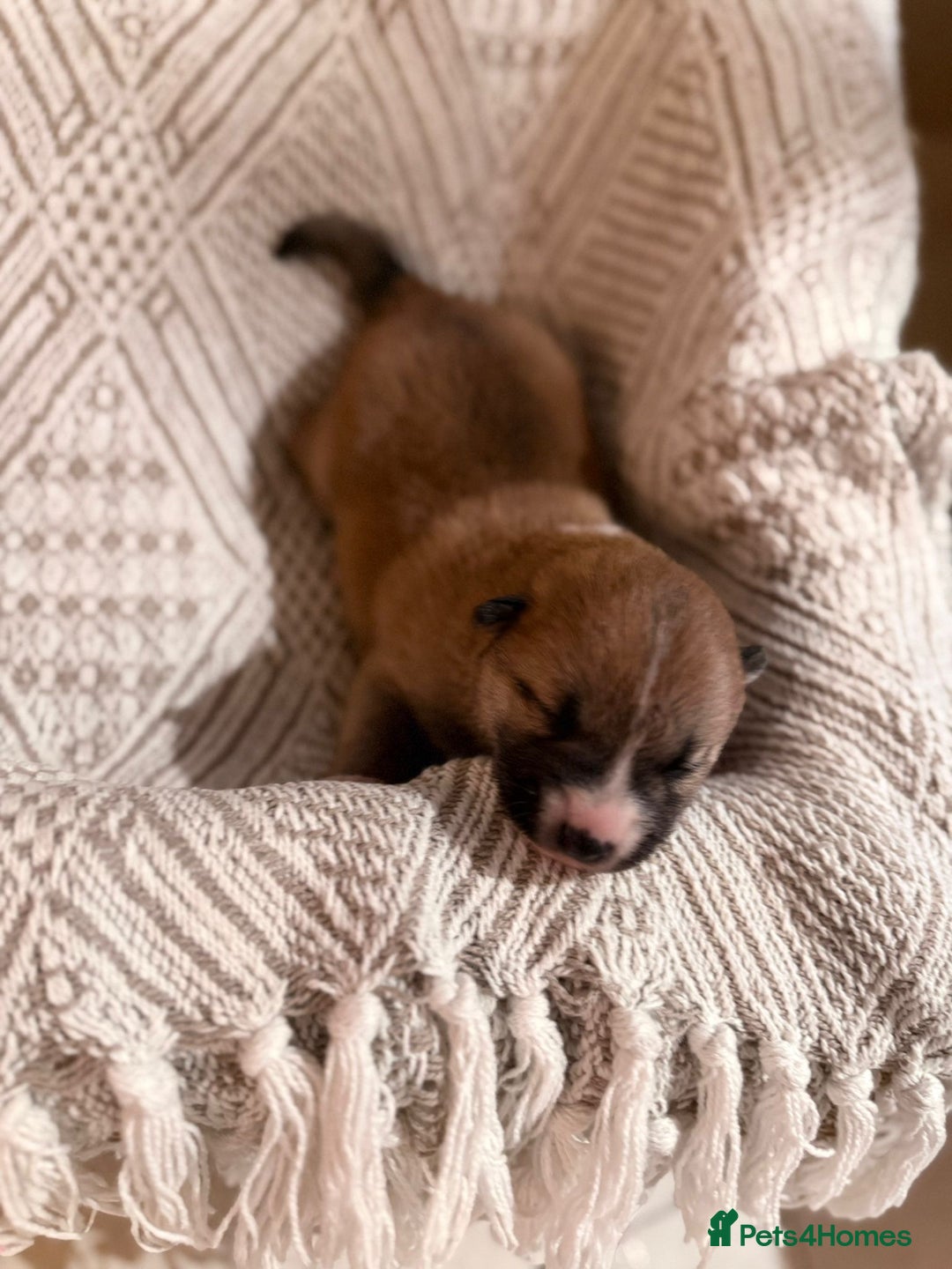 Japanese Shiba Inu dogs for sale: beautiful red Japanese Shiba Inu puppies  - Image 5