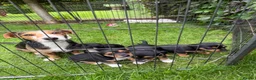 Jack Russell dogs for sale: Black & Tan Jack Russel pups - Advert 7