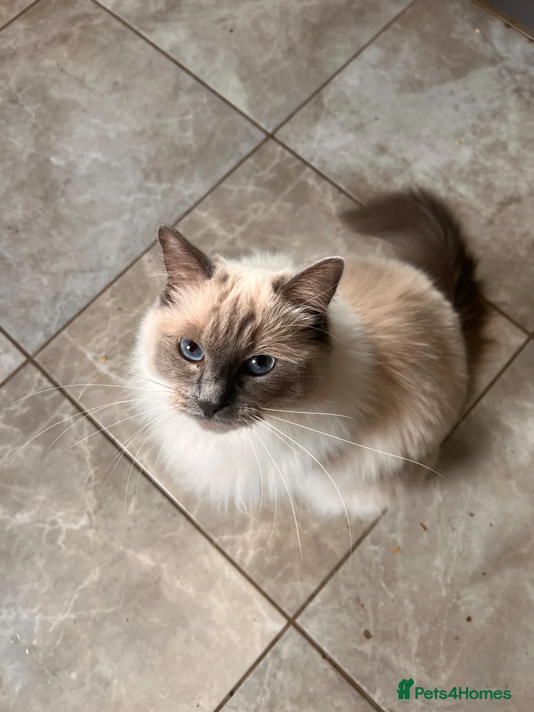 Ragdoll cats for sale: Blue Tabby Point Mitted Ragdoll Female in Sutton-in-Ashfield - Advert 2