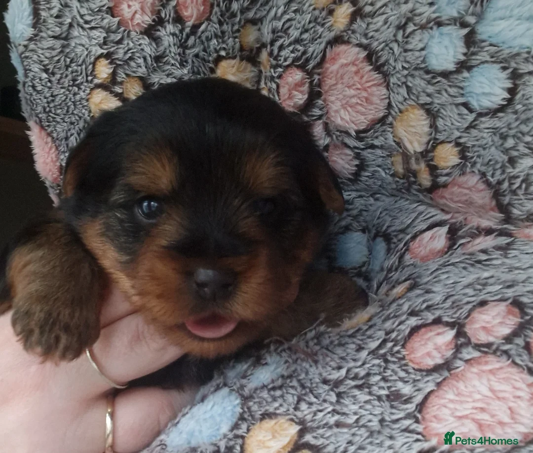 Yorkshire Terrier dogs for sale: Beautiful yorkshire terrier puppies for sale  - Advert 4
