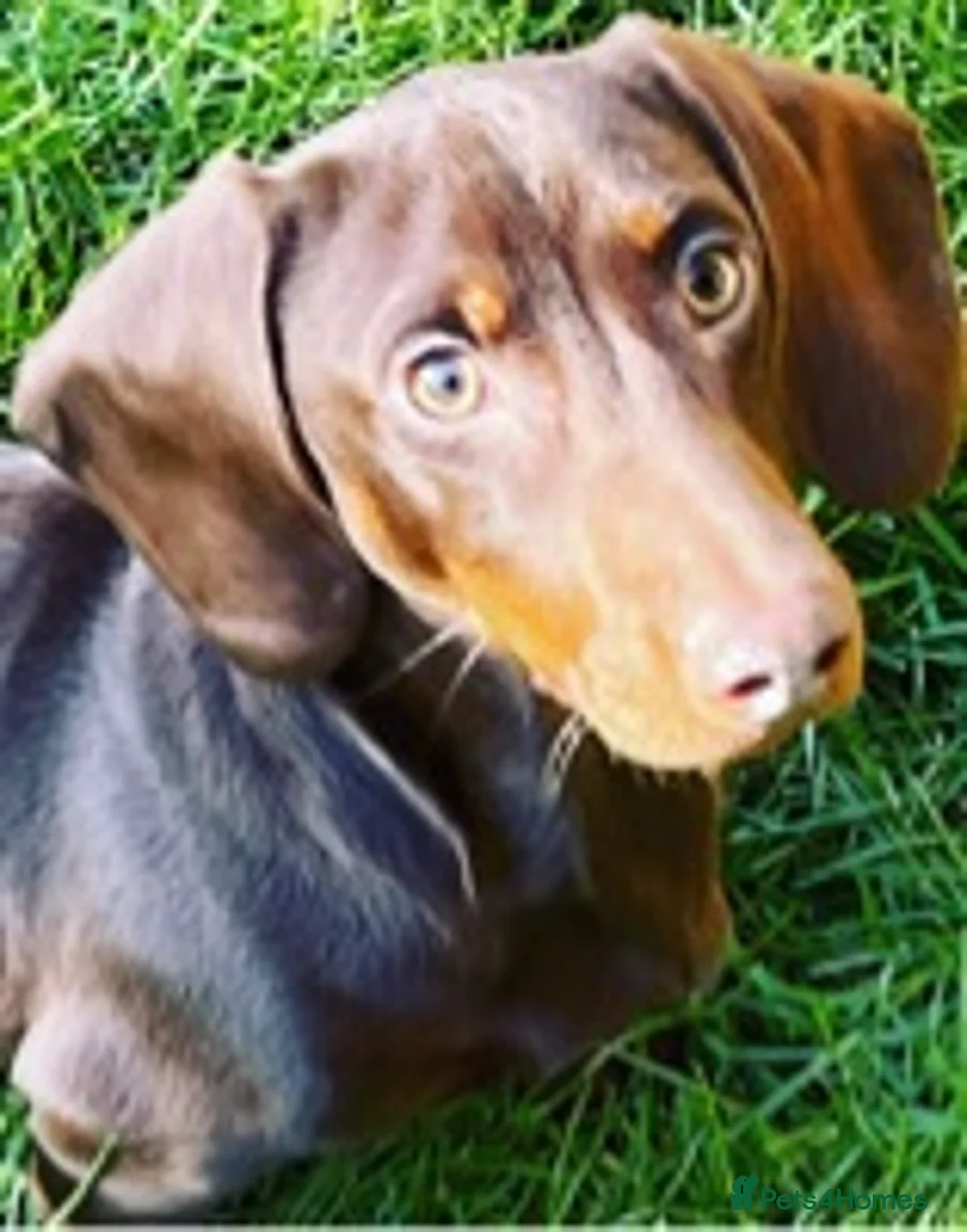 Miniature Dachshund dogs for stud: STUNNING MINIATURE DACHSHUND AVAILABLE AT STUD in Grays - Advert 4