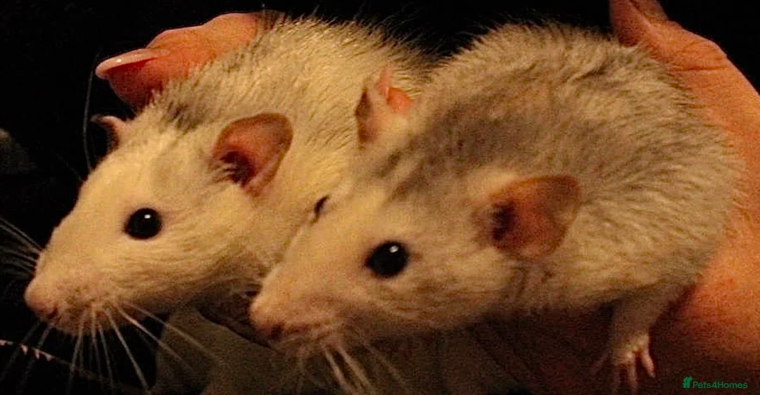 Rat rodents for sale: 5 dumbo bucks available  in Skelmersdale - Advert 6