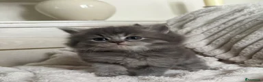 Scottish Fold Kitten 1